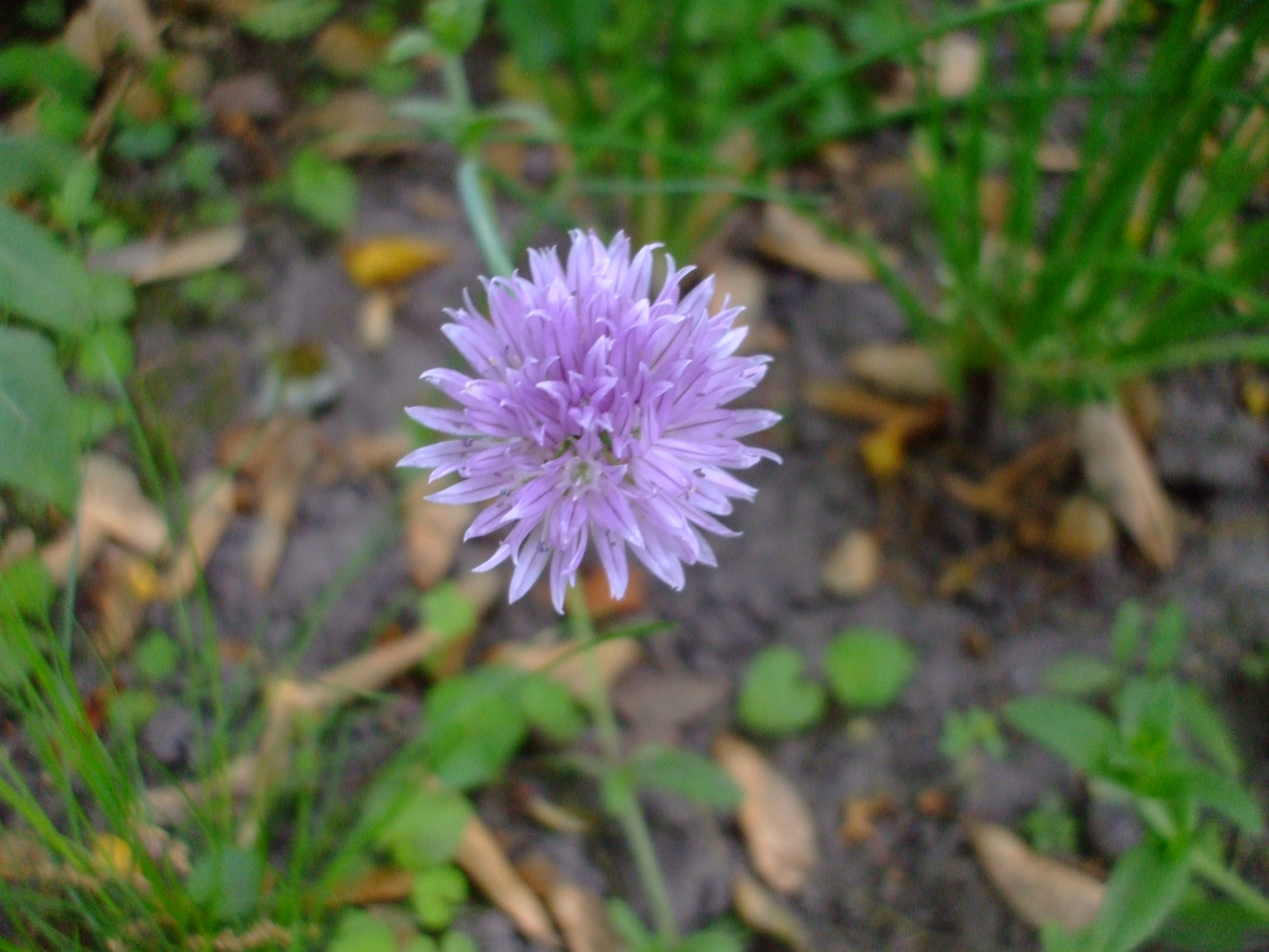 Allium schoenoprasum